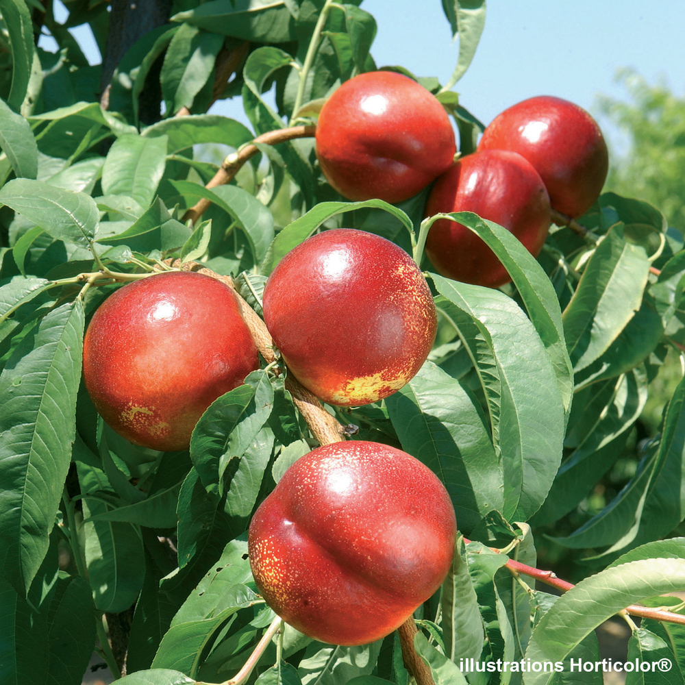 Brugnon Cardinal : gobelet prêt à planter