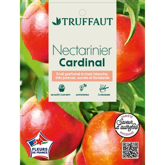Brugnon Cardinal : gobelet prêt à planter