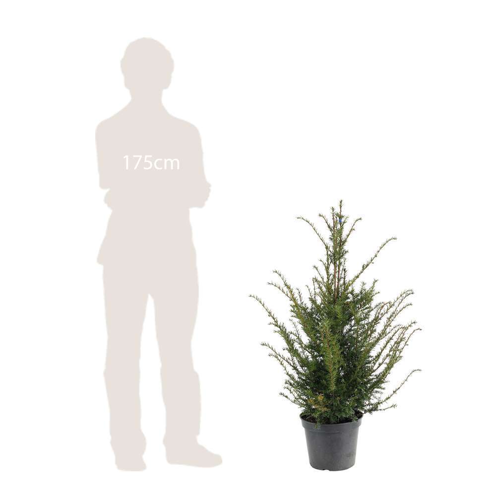 Taxus baccata, H: 80/100 cm, ctr 7L