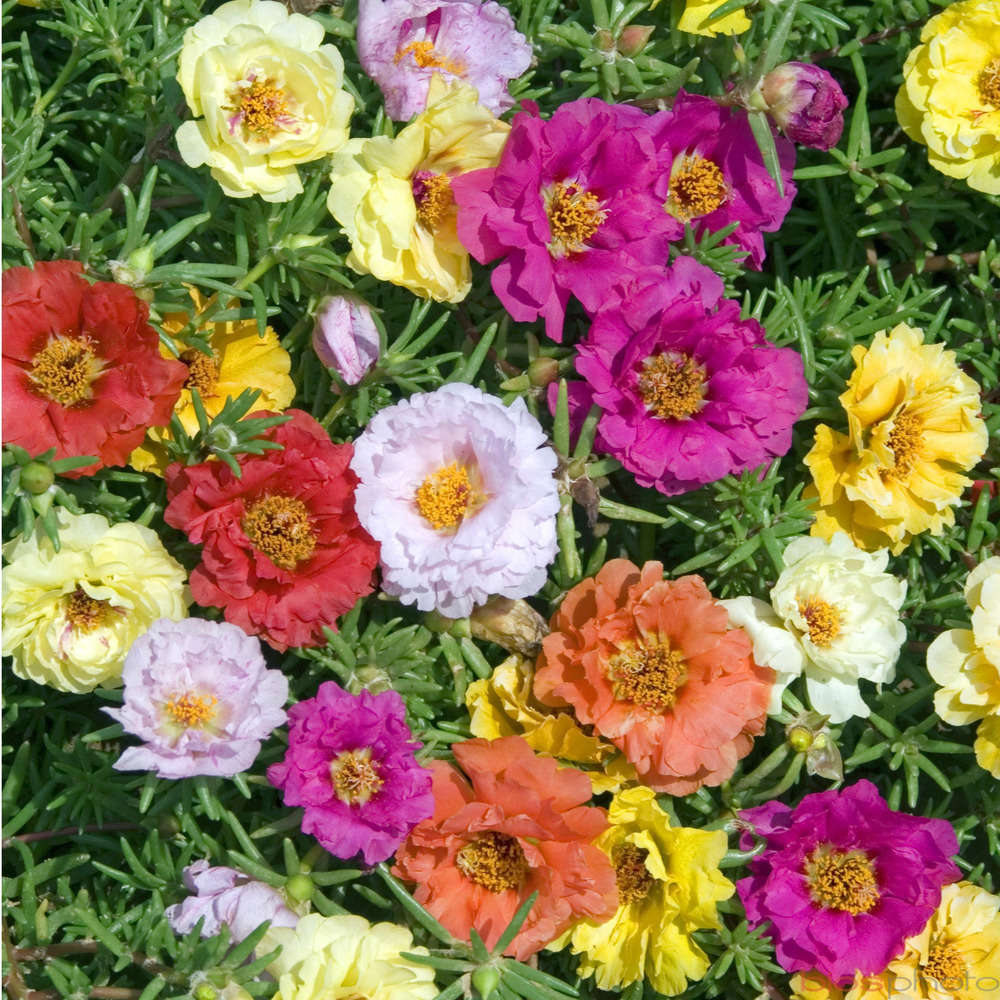 Pourpier : pot Ø 10,5 cm