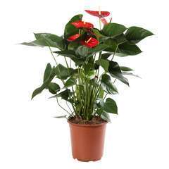 Anthurium : plante Ø20cm 5/6 fleurs pot