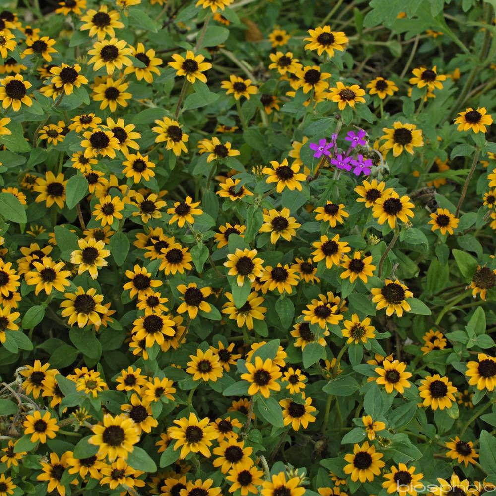 Sanvitalia : pot Ø 10,5 cm