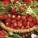 Plants de fraisiers 'Reine des Vallées' : barquette de 6 plants