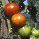 Plants de tomates 'Montfavet 63-5' F1 : barquette de 6 plants