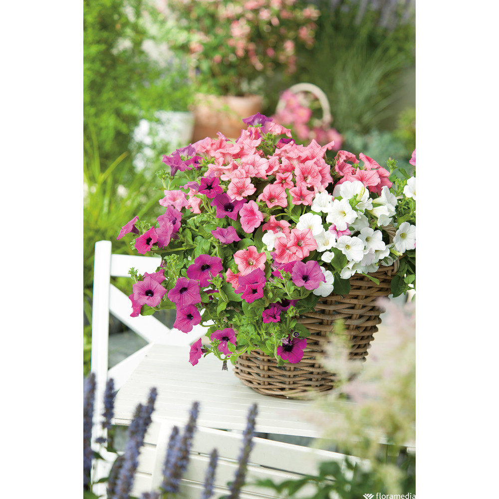 PÃ©tunia retombant: barquette de 10 plants