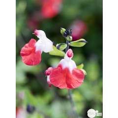 Mix plantes vivaces fleuries : C2L - Variétés variables
