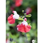 Mix plantes vivaces fleuries : C2L - Variétés variables