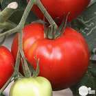 Plants de tomates 'Saint-Pierre' : barquette de 6 plants