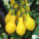 Plants de tomates poire jaune F1: barquette de 6 plants