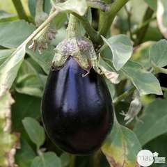 Plants d'aubergines 'Avan' F1 : barquette de 6 plants