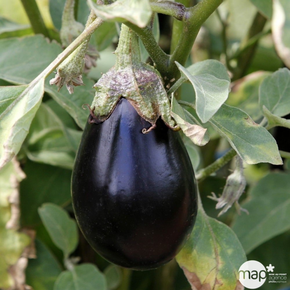 Plants d'aubergines 'Avan' F1 : barquette de 6 plants