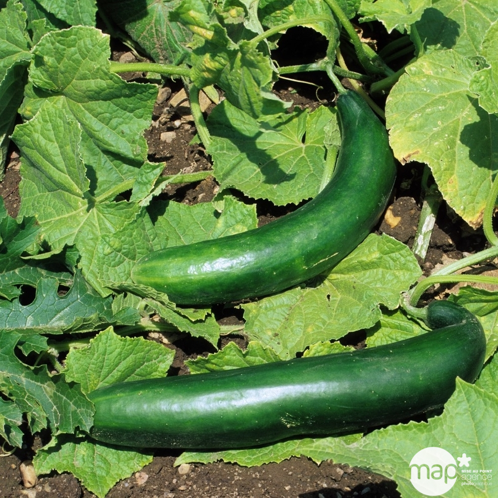 Plants de concombres 'Gynial' F1 : barquette de 6 plants