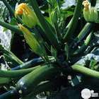 Plants de courgettes 'Tarmino' F1 : barquette de 6 plants