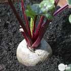 Plants de betteraves rouge ronde 'Nobol' : barquette de 12 plants