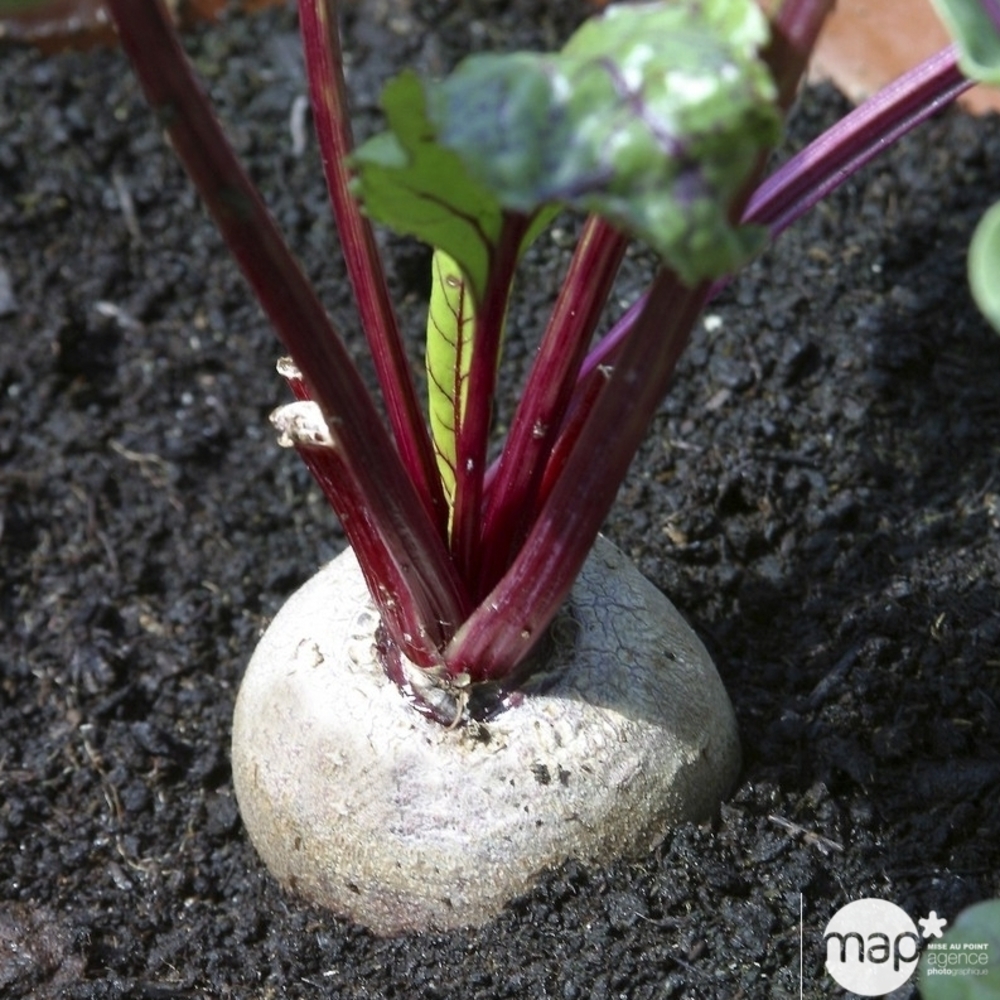 Plants de betteraves rouge ronde 'Nobol' : barquette de 12 plants