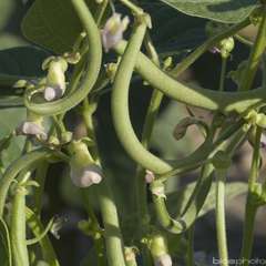 Plants de haricots vert nain 'Delinel' : barquette de 12 plants