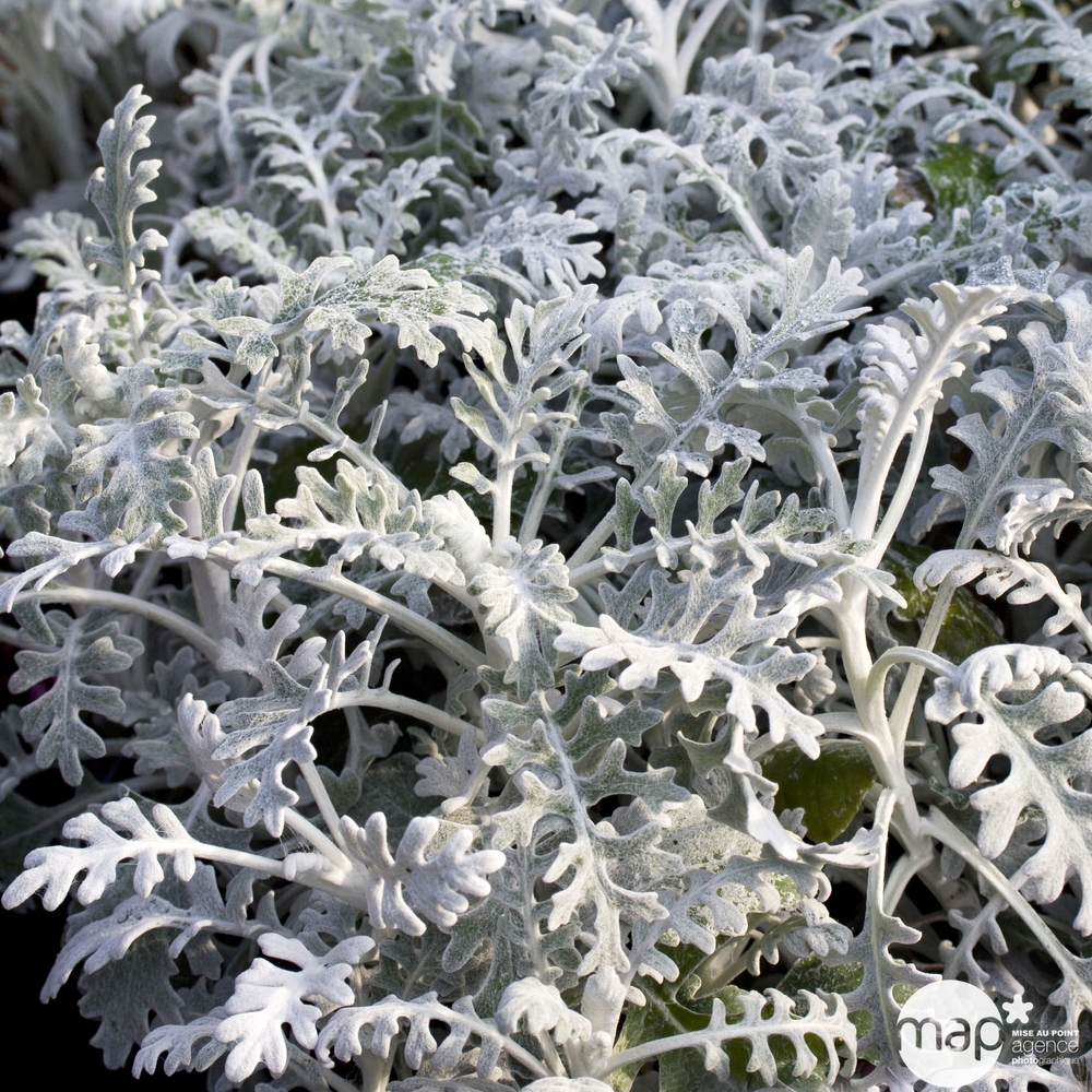 CinÃ©raire maritime: barquette de 10 plants