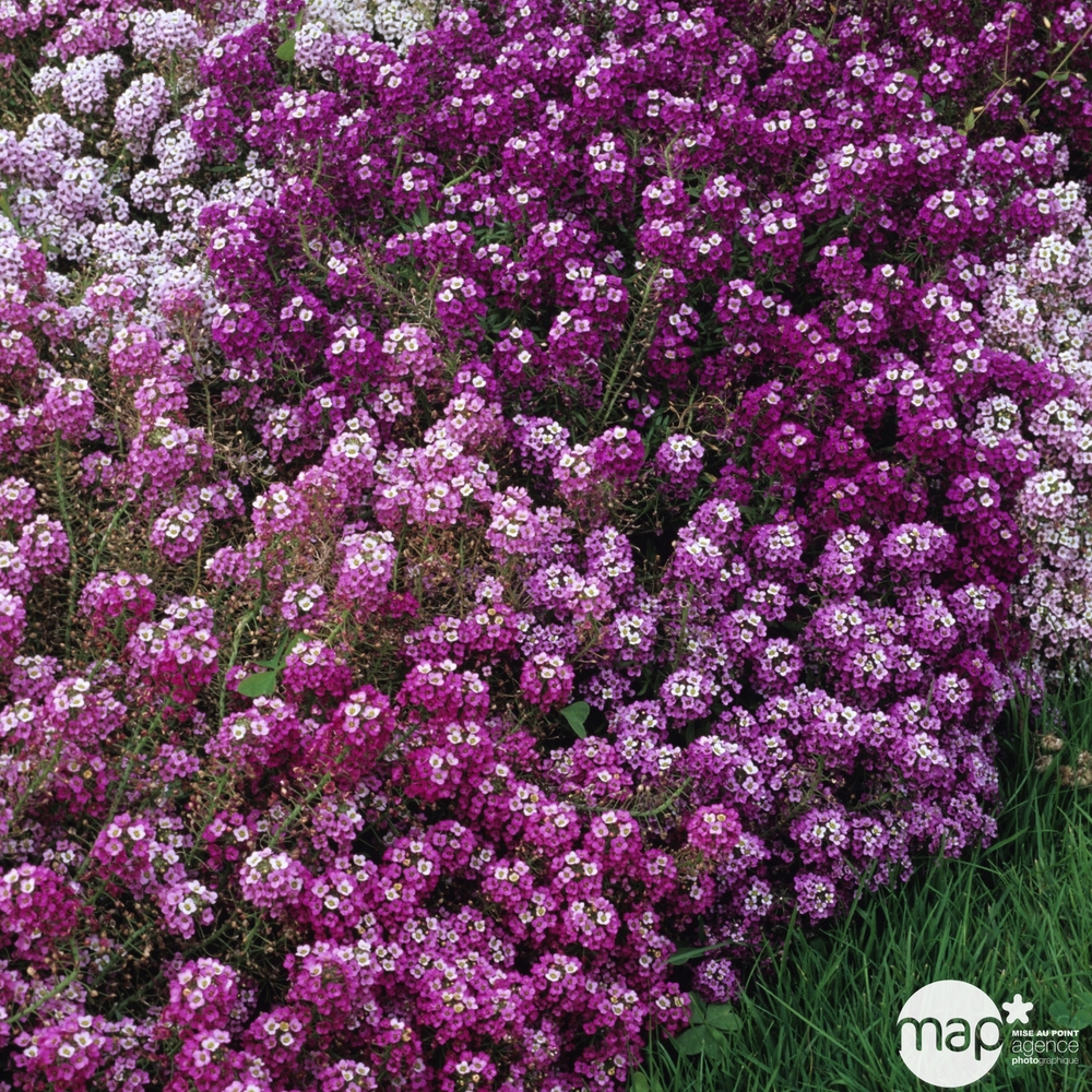 Alysse odorant : barquette de 10 plants - Coloris variables