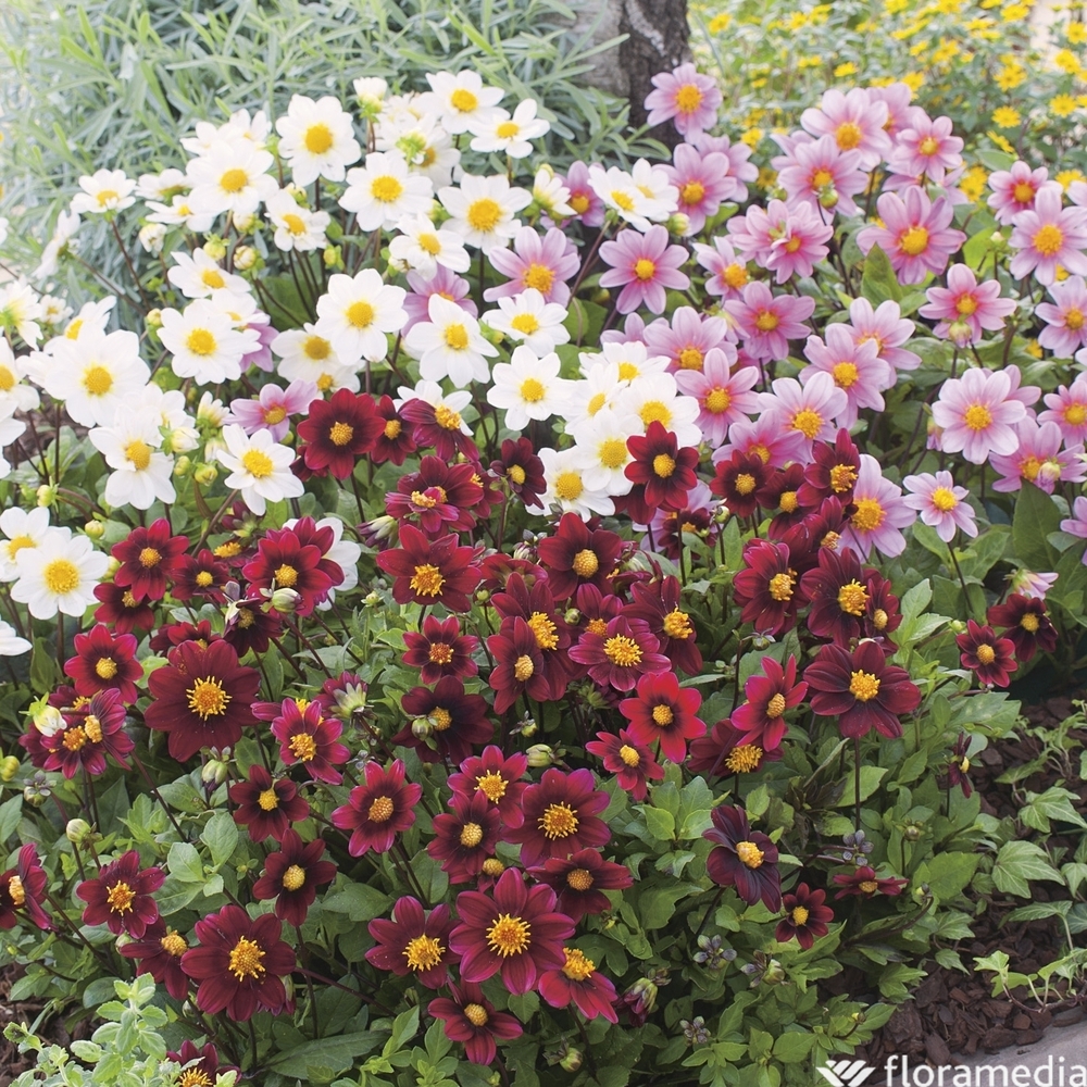 Dahlia nain: barquette de 10 plants