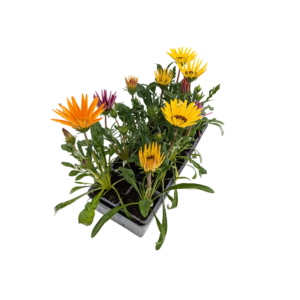 Gazania: barquette de 10 plants