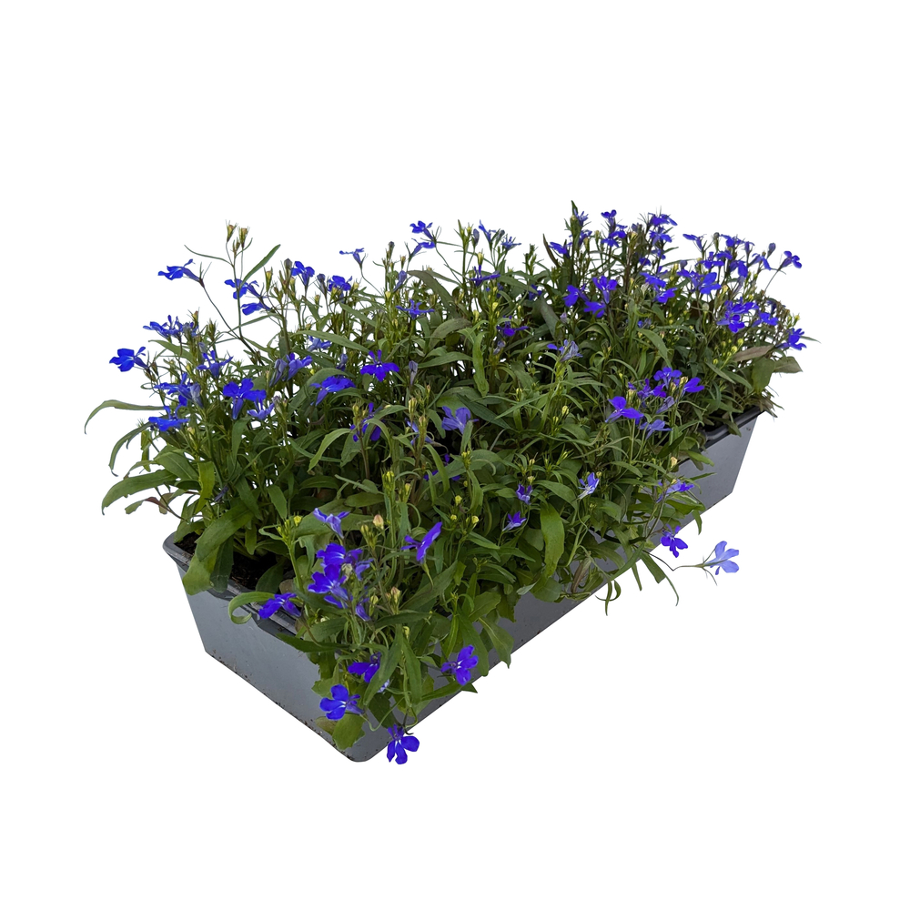 Lobelia: barquette de 10 plants