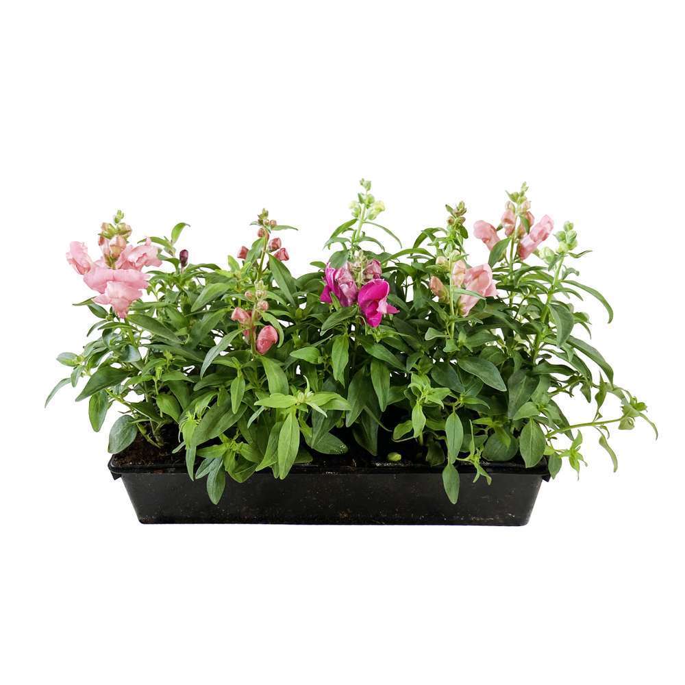 Muflier nain hybride: barquette 10 plants