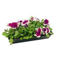 Pétunia hybride: barquette de 10 plants