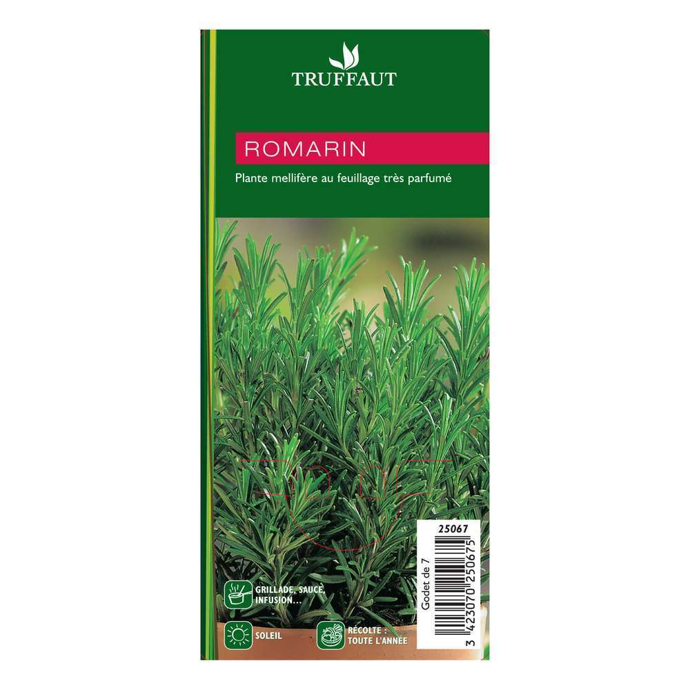 Romarin : godet