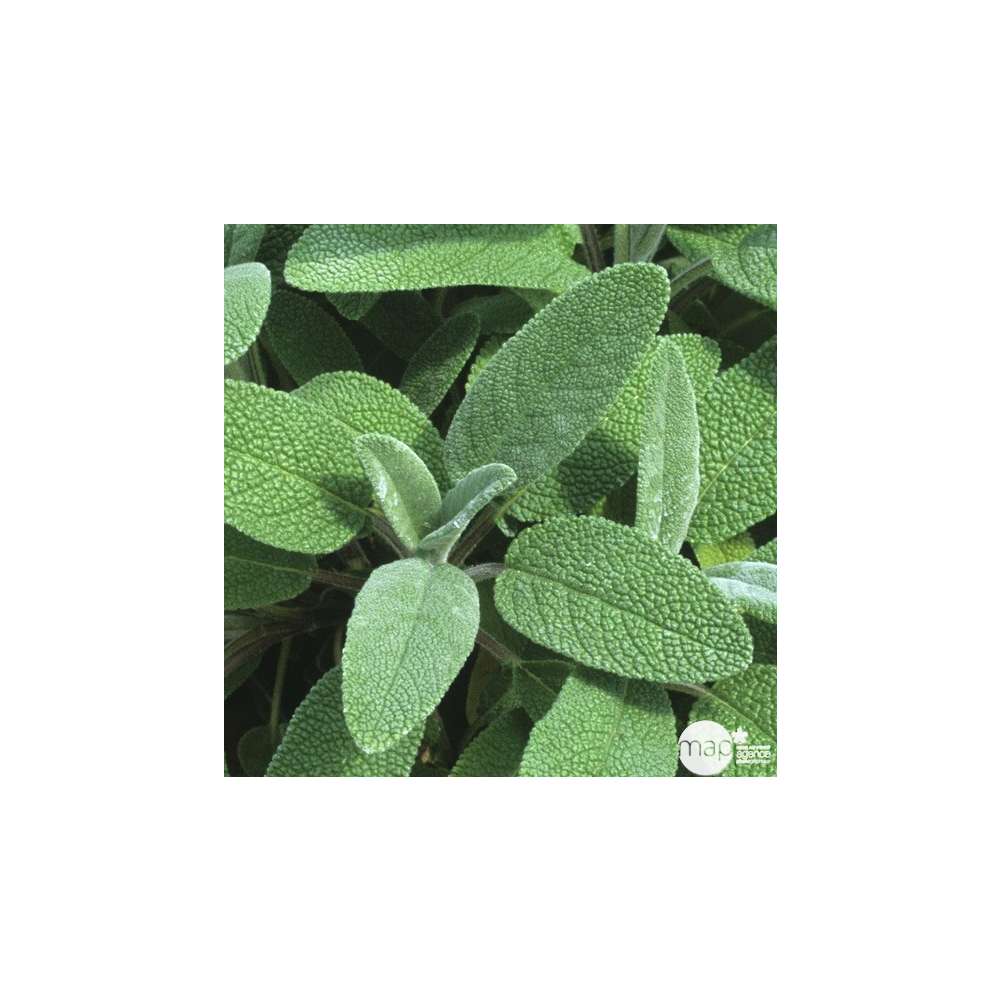 Plant De Sauge Officinale En Godet Truffaut