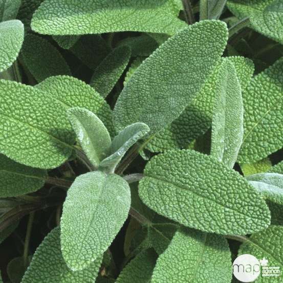 Plant De Sauge Officinale En Godet Truffaut Plant De Sauge Officinale En Godet Truffaut