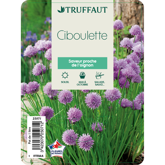 Ciboulette : pot 1L