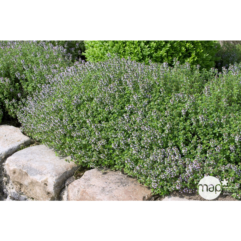 Thym ordinaireÂ : pot 1L