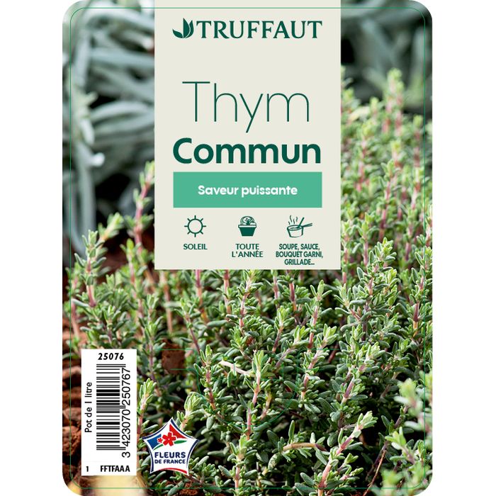 Plant De Thym Commun En Pot 1,5L - Plante Aromatique Pour Cuisine Et Infusions - Hauteur 20-40 Cm