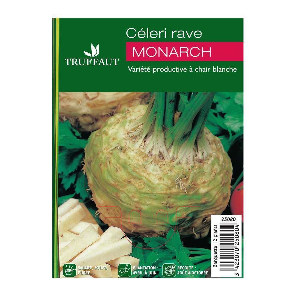 Plants de céleris-rave 'Monarch' : barquette de 12 plants