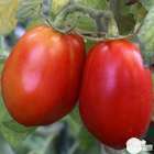 Plants de tomates Olivette 'Roma' F1 : barquette de 6 plants