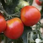Plants de tomates 'Pyros' F1 : barquette de 6 plants
