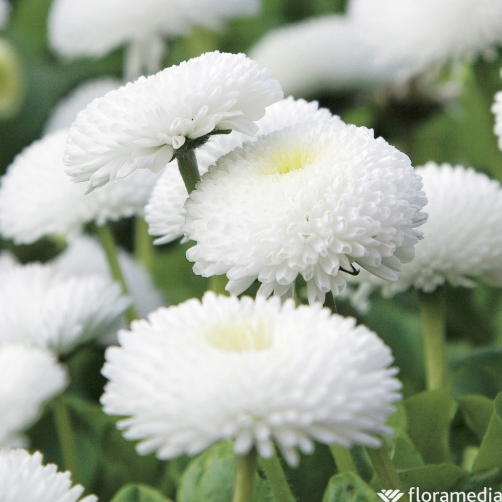 Pâquerette pomponnette blanche : barquette de 10 plants