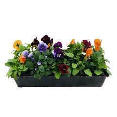Viola cornuta : barquette de 10 plants - Coloris variables