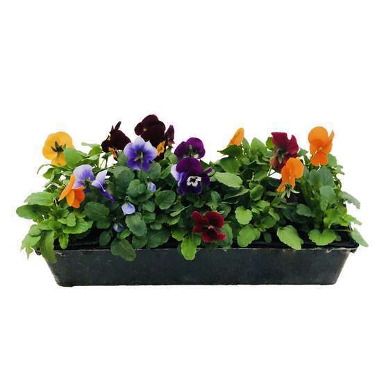 Viola cornuta : barquette de 10 plants - Coloris variables Truffaut |  Truffaut