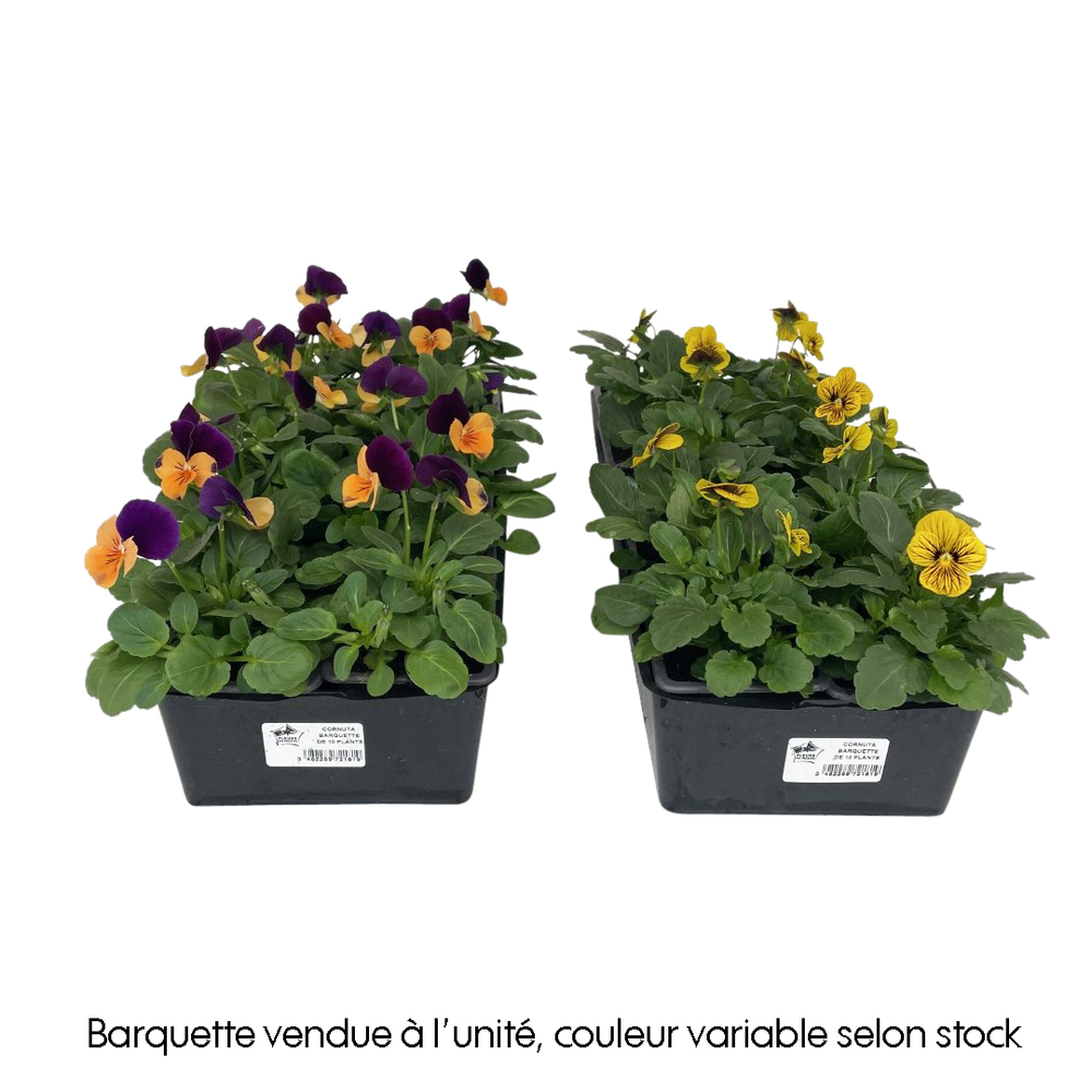 Viola cornuta: barquette de 10 plants
