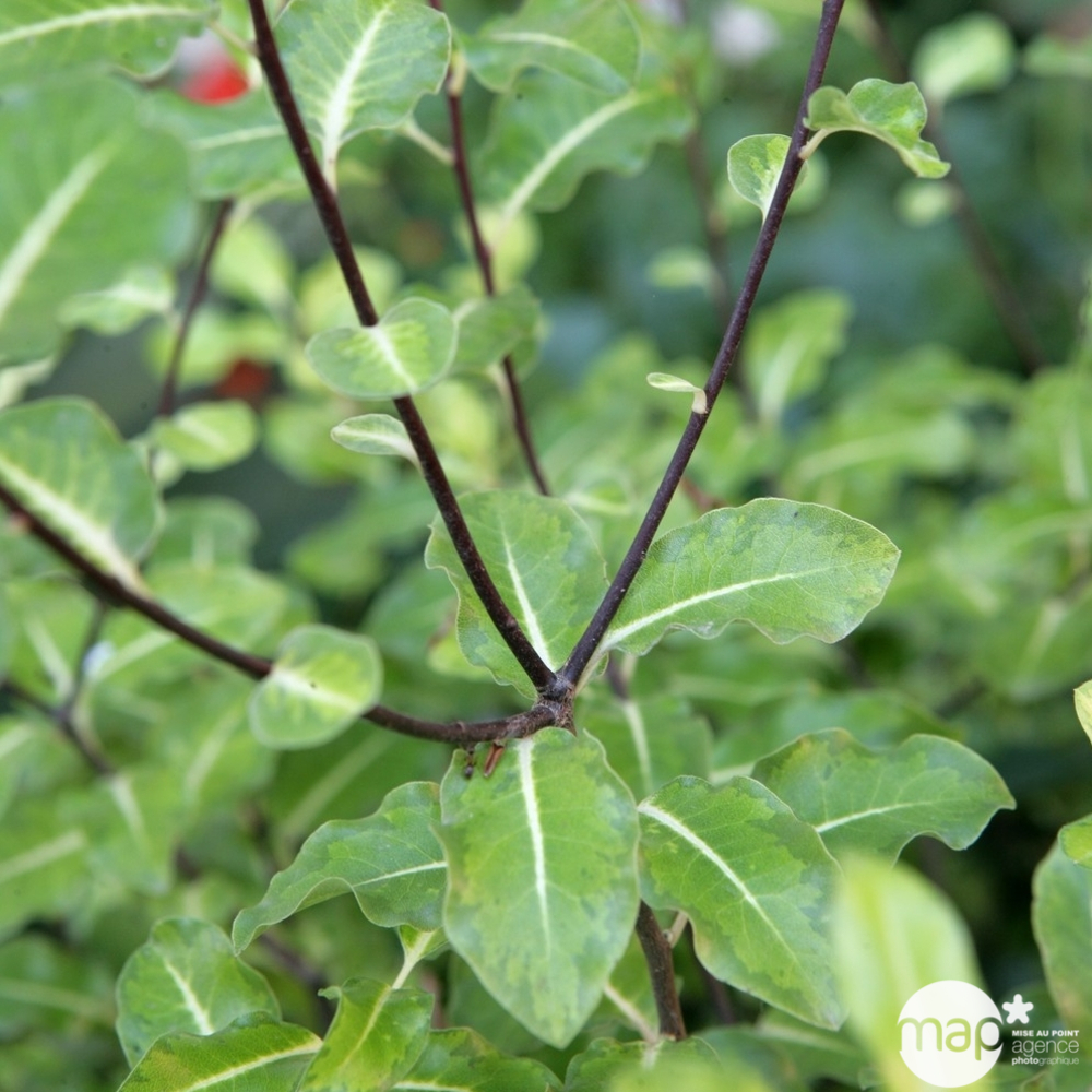 Pittosporum Tenuifolium : ctr 5 litres