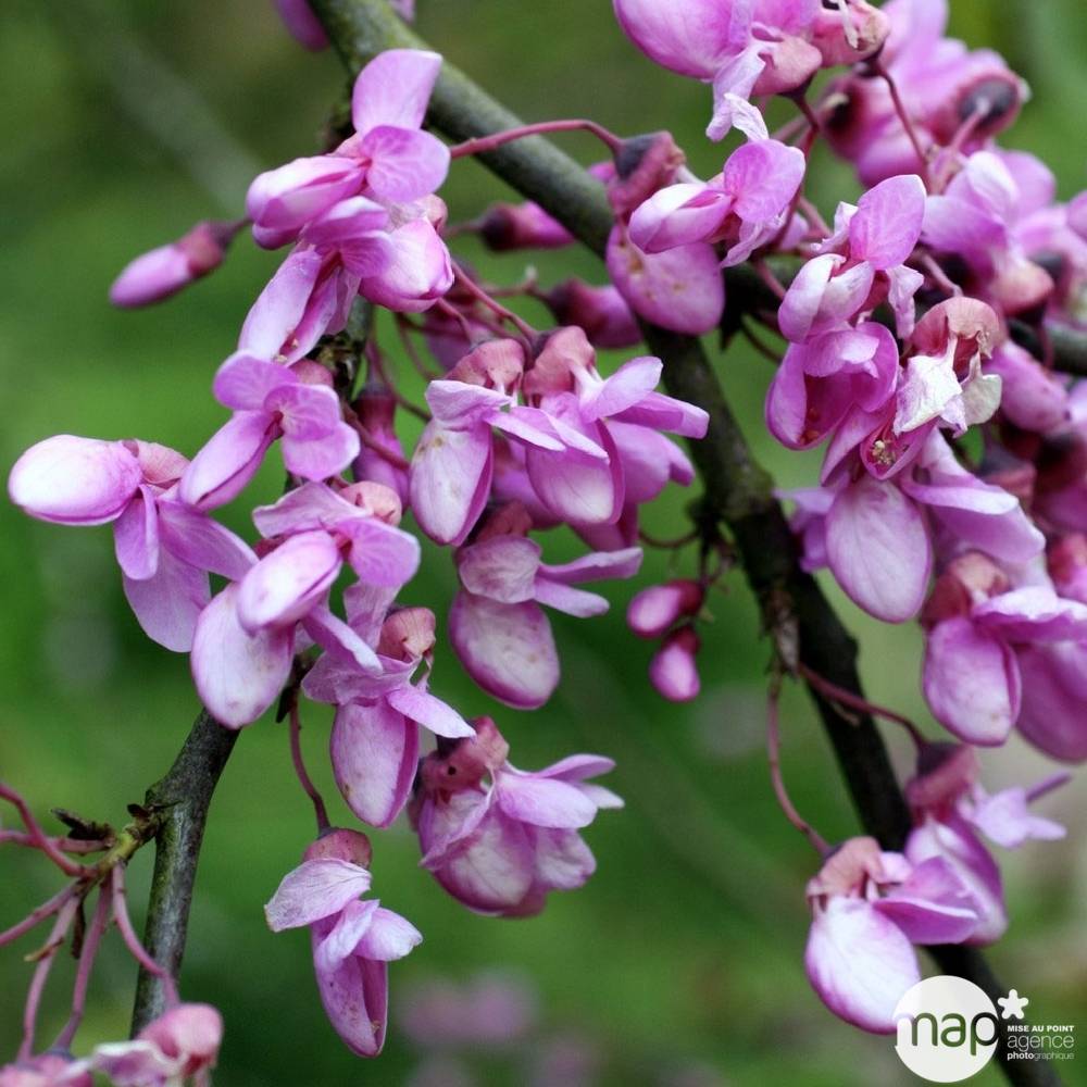 Cercis siliquastrum : ctr 4 litres