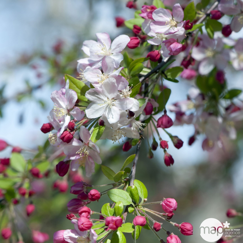 Malus floribunda : H 100/125 cm ctr 10 litres