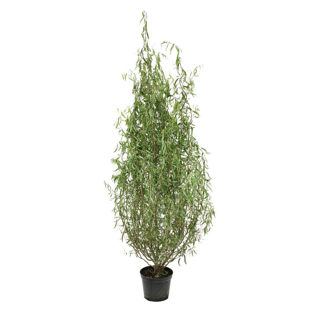 Salix Matsudana tortuosa : H.100/125cm 10L