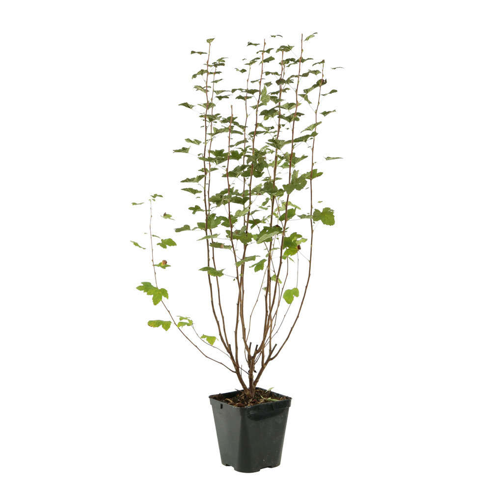 Ribes sanguineum ' King Edward VII : H 60/80 cm ctr 5 litres