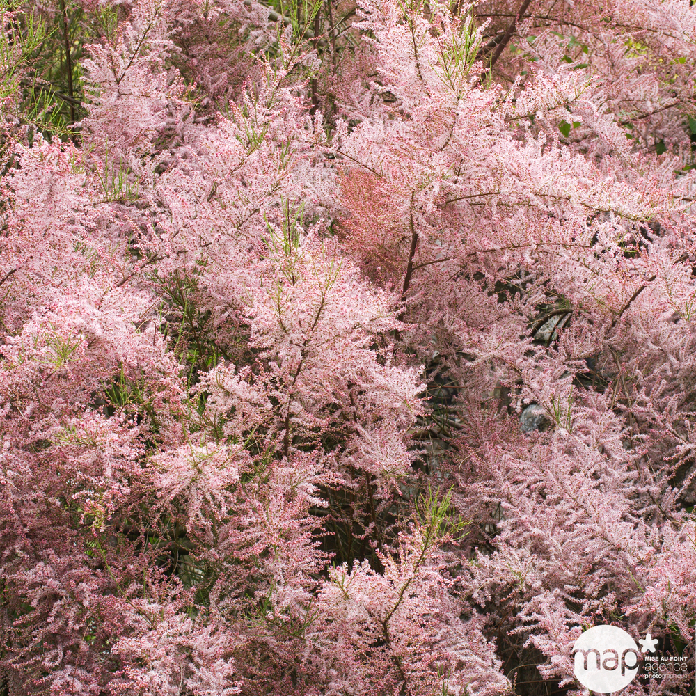 Tamarix tetrandra : H 60/80 cm ctr 4 litres