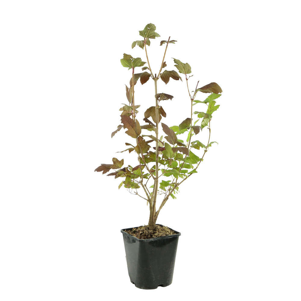 Viburnum opulus ' Roseum ' : H 60/80 cm ctr 4 litres