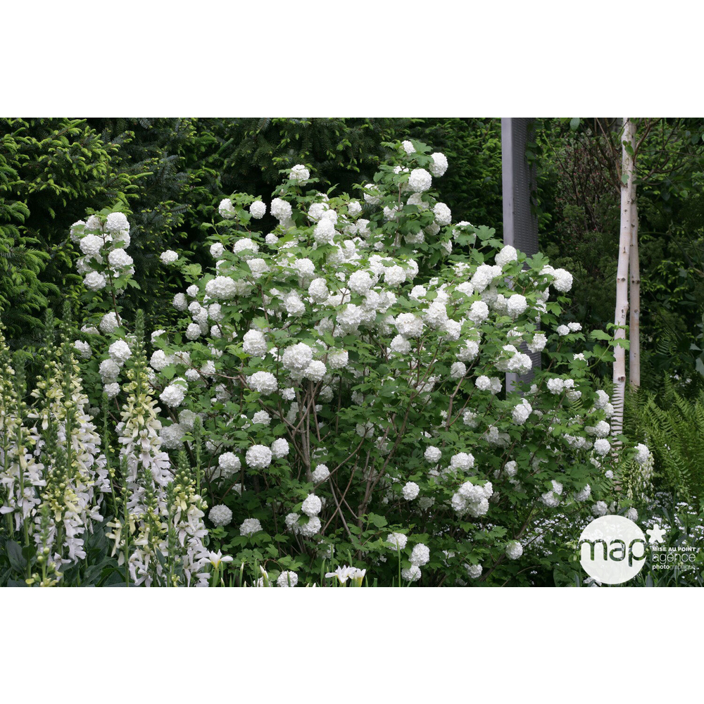 Viburnum opulus 'Roseum' : pot 4L