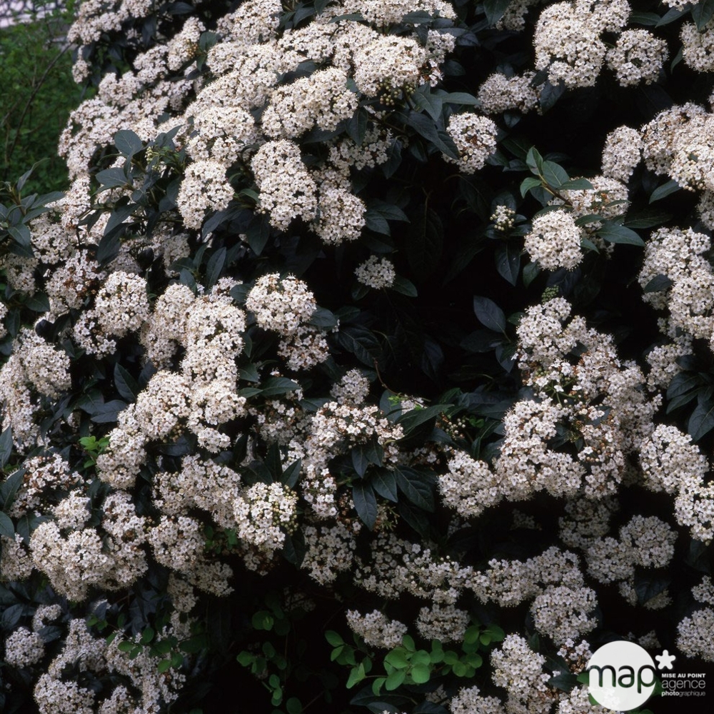 Viburnum tinus : H 40/50 cm ctr 4 litres