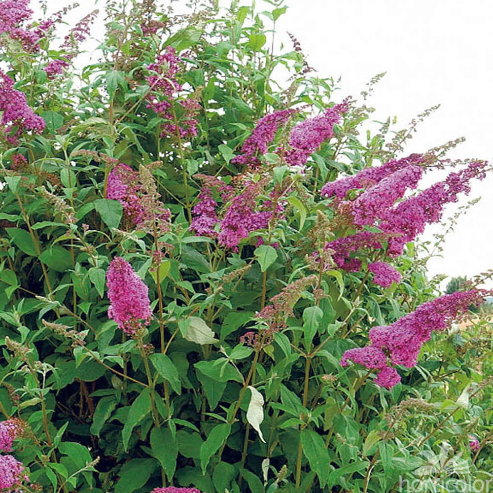 Buddleia alternifolia : H 60/80 cm ctr 4 litres